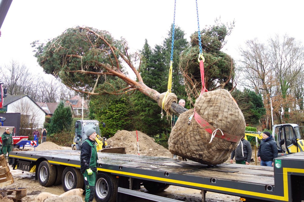 Großer Baum mit Wurzelballen auf einem Transportfahrzeug